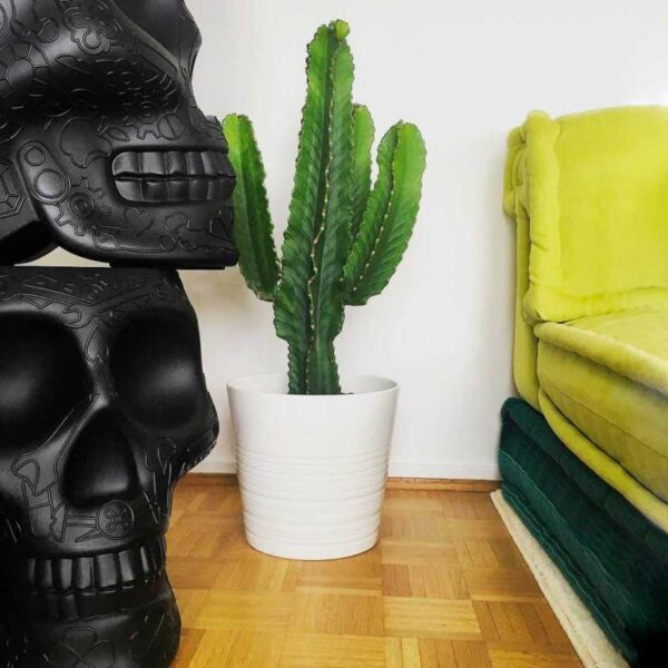 Кулер MEXICO PLANTER AND CHAMPAGNE BLACK 4