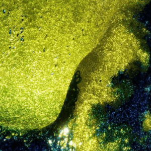 Итальянское кресло Alice от Edra