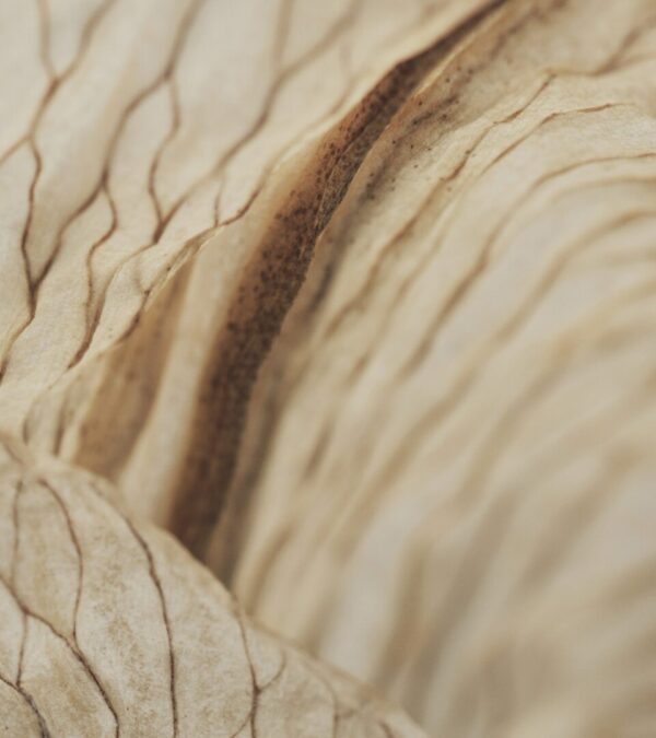 Итальянский диван Amsterdam от FERRI 1956